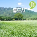 성보교통(주) | 경남 양산 드라이브 코스 가볼만한곳 통도사 메밀꽃 위치 개화상황