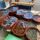 신선2호 이미지