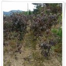 화포농장 이미지