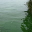 강촌장어집 이미지