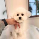 그루밍이즈 이미지