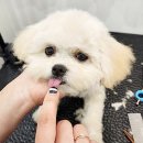 희망애견샵 | 애견미용창업 현실 후기 취업 희망자들 꼭 읽어 보시길