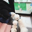 멍꾸러기 이미지