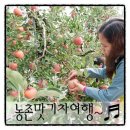 알토란사과체험마을 이미지