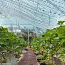 머물농장 | 김포 아이와 가볼만한 곳 추천 : 딸기체험 농장 '나포레' 5살 아이들과 2시간 30분 알차게 즐긴 후기