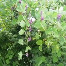 상촌 체육공원 이미지