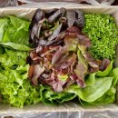 성도유통 | 팜포라이프 유러피안 샐러드 야채 1kg 유럽 상추 쌈 채소 신선 배송 후기