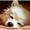 아담스펫 강아지분양 고양이분양 강남점 이미지