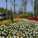 5호화장실(수선화화장실) | 마곡 서울식물원 튤립위치 서울 봄 나들이 피크닉 가볼만한 곳