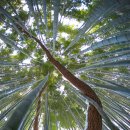 죽림2로 이미지