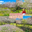 상예동-7 | 제주 벚꽃 명소 서귀포 예래생태공원 실시간 제주도 벚꽃 개화시기