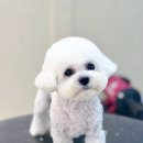 Grooming574 이미지