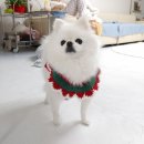 전주애견유치원 몽카롱 | 전주애견유치원 도심속 예쁜 애견카페 몽카롱 애견호텔