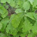 비래초교 이미지