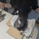 보령한의원 | 보령사향 경흑고 먹어본 후기