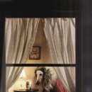 애견모델 이미지