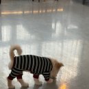 카페루체 | 안양 애견카페 루체인알티스 방문 후기 : 깔끔한 시설과 루프탑 테라스