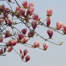 바람향기 이미지