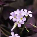 장미농원 이미지