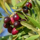 올리브나무 이미지