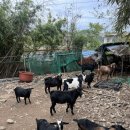 산양키우는 가 이미지