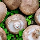 황금불고기버섯전골 이미지