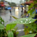 비오는 날의 수채화(2) 이미지