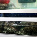 무한조개따조 이미지