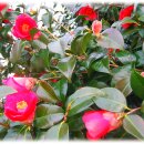 압해중학교 이미지