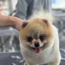 슬기로운미용생활