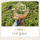 다예플레르 이미지