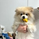 몰래멍냥 이미지