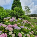 천리포수목원 이미지