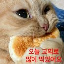 다이어터