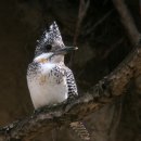 【뿔호반새'(Crested Kingfisher)】 「머리 위에 족두리나 댕기 모양의 커다란 뿔깃(볏)」 이미지