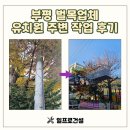 햇빛유치원 | 부평 벌목업체 유치원 주변 작업 후기