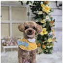 우리동네 펫샵 이미지