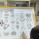 영남대학교 자연박물관 이미지