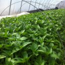 우무실하우스 이미지