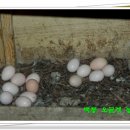 백봉농장 이미지