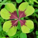 성자골2 이미지