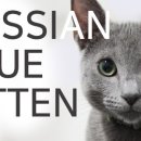 블루픽셀(BLUE PIXEL) 이미지