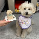 김해 강아지케이크 멈무푸드 강아지 생일케이크 맞춤제작 후기