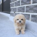 강남고양이분양 러브앤캣 | 양평강아지분양 찾다가 정말 행복찾았어요