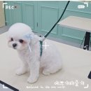 예쁘개해줄개 이미지