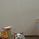 [스팀/모바일]집중력 높이기 게임 Chill with You 모바일 후기