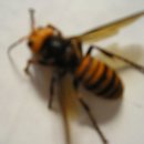 장수말벌로 만든 꿀(말벌꿀)판매 이미지