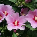 회자 되고 있는 성경 속 꽃 'Rose of Sharon' 샤론의 꽃, 예수, 무궁화 이미지