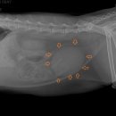 24시 에피소드 동물 메디컬 센터 이미지