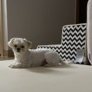 귀엽다멍 이미지